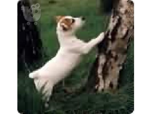 Τζακ ρασελ καθαροαιμο κουταβακι